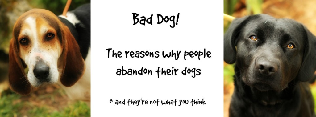 Bad Dog! Why People Abandon Their Dogs… And It’s Not What You Think ...