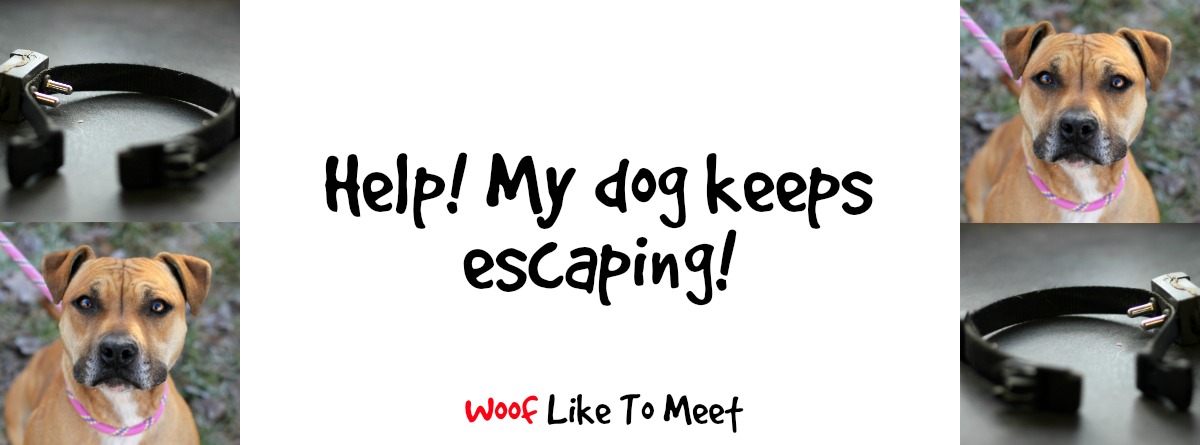Help! My dog keeps escaping! | Woof 